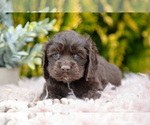 Small #2 Cocker Spaniel