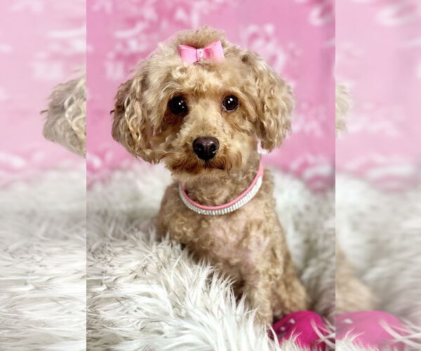 Medium Photo #4 Poodle (Toy) Puppy For Sale in Bon Carbo, CO, USA