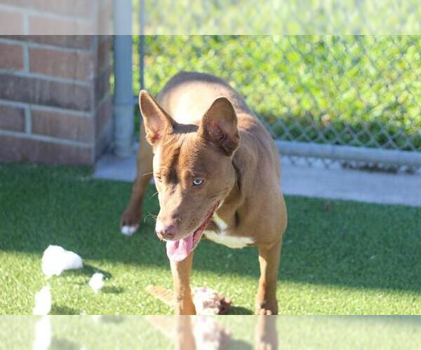 Medium Photo #2 American Staffordshire Terrier-Siberian Husky Mix Puppy For Sale in Grand Prairie, TX, USA