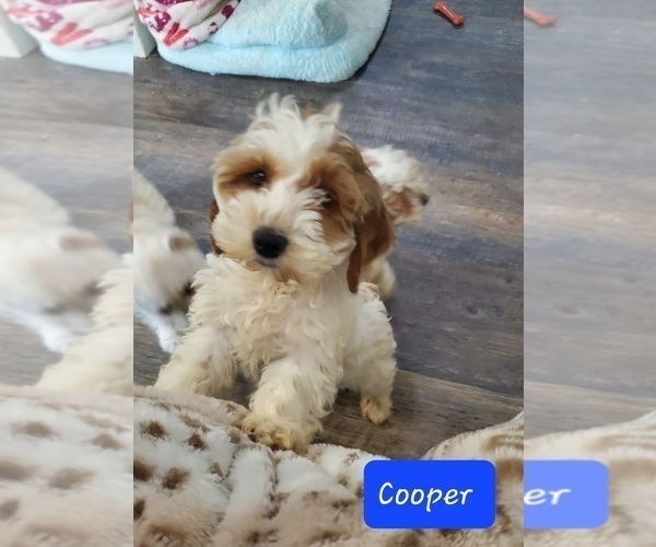 Medium Photo #7 Cockapoo Puppy For Sale in GOSHEN, IN, USA