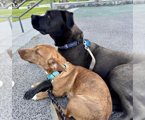 Medium Photo #7 Mutt Puppy For Sale in San Juan Capistrano, CA, USA