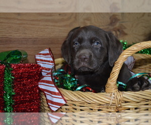 Labrador Retriever Puppy for sale in GREENWOOD, WI, USA