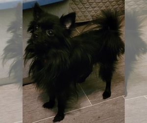 Mother of the Pomeranian puppies born on 04/11/2023