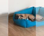 Small #6 Boxer Mix