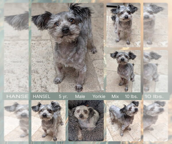 Medium Photo #1 Mutt Puppy For Sale in Mesa, AZ, USA