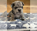 Small Photo #7 French Bulldog Puppy For Sale in ALEXANDRIA, VA, USA
