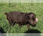 Small Photo #1 Boykin Spaniel Puppy For Sale in CARLISLE, KY, USA