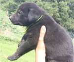 Small Photo #6 Shepradors Puppy For Sale in HARRISON, AR, USA