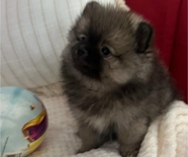 Medium Photo #11 Pomeranian Puppy For Sale in MENIFEE, CA, USA