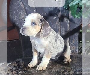 Beabull Puppy for sale in ARTHUR, IL, USA