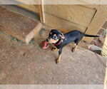 Small #2 Doberman Pinscher Mix