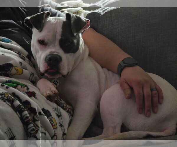 Medium Photo #9 American Pit Bull Terrier-American Staffordshire Terrier Mix Puppy For Sale in Germantown, OH, USA