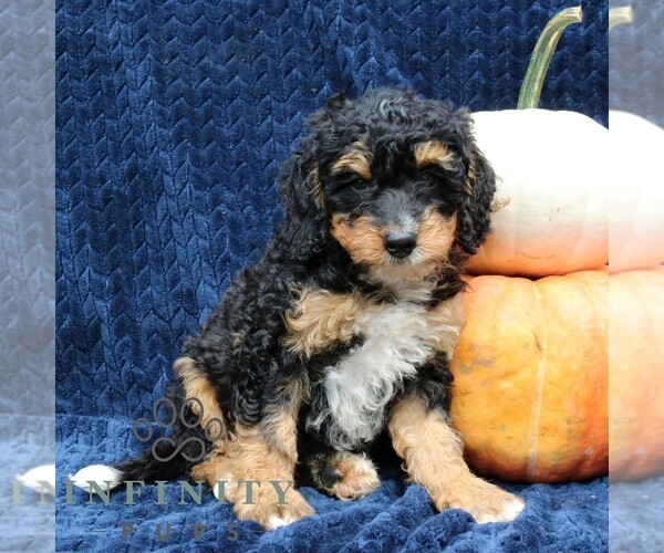 Medium Photo #1 Bernedoodle (Miniature) Puppy For Sale in NARVON, PA, USA