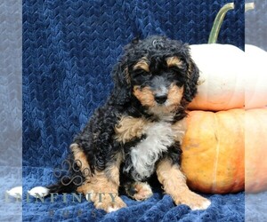 Bernedoodle (Miniature) Puppy for sale in NARVON, PA, USA