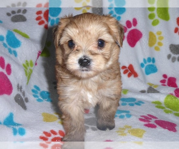 Medium Photo #12 Morkie Puppy For Sale in ORO VALLEY, AZ, USA