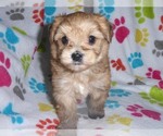 Small Photo #12 Morkie Puppy For Sale in ORO VALLEY, AZ, USA