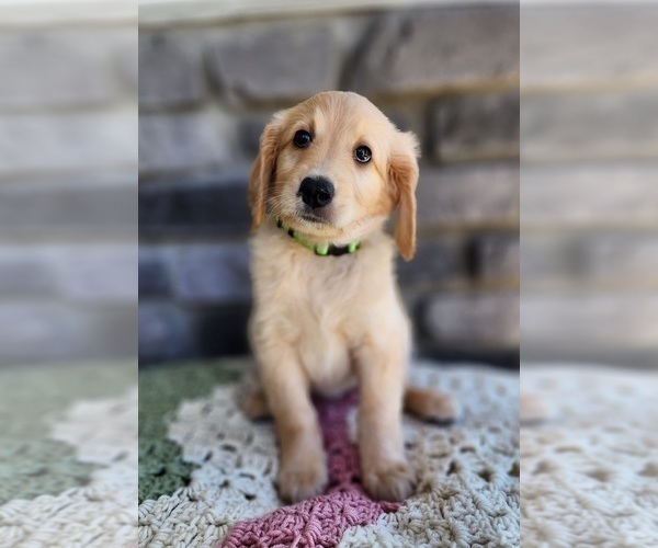 Medium Photo #2 Goldendoodle Puppy For Sale in SEVERANCE, CO, USA