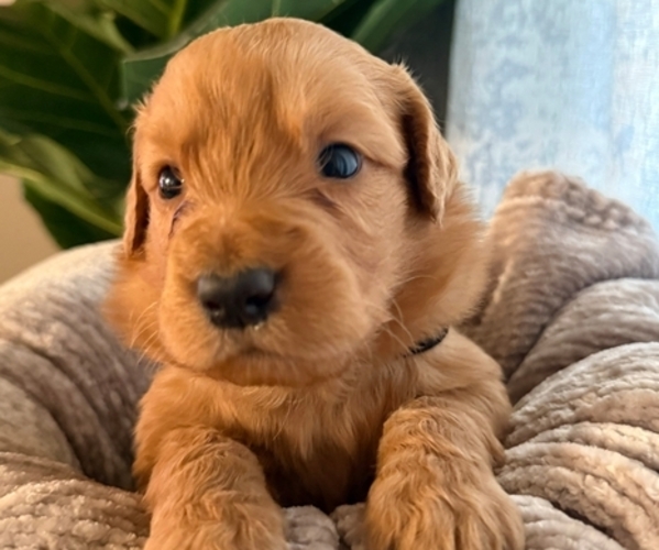 Medium Photo #8 Goldendoodle mix (+ Poodle Standard) Puppy For Sale in EL PASO, TX, USA