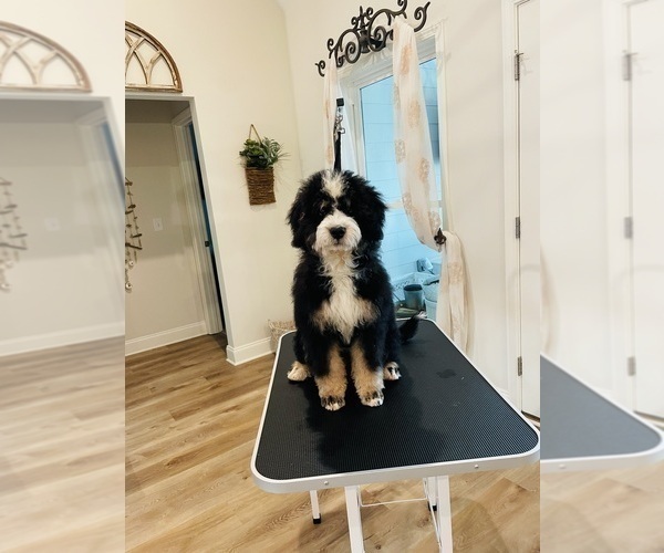 Medium Photo #2 Bernedoodle-Bernese Mountain Dog Mix Puppy For Sale in CANTON, GA, USA