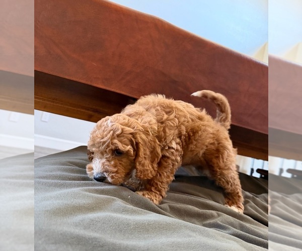 Medium Photo #18 Cock-A-Poo Puppy For Sale in FOLSOM, CA, USA