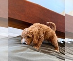 Small Photo #18 Cock-A-Poo Puppy For Sale in FOLSOM, CA, USA