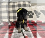 Small #4 German Shepherd Dog