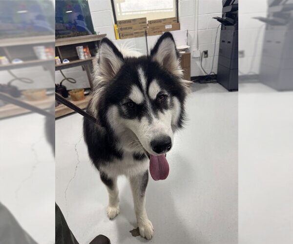 Medium Photo #1 Siberian Husky Puppy For Sale in Temple, TX, USA