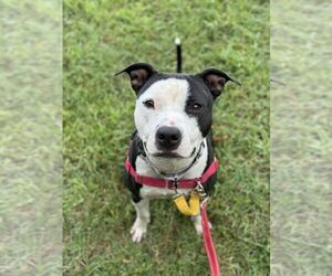 American Pit Bull Terrier-Unknown Mix Dogs for adoption in Millersville, MD, USA