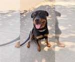 Small Rottweiler