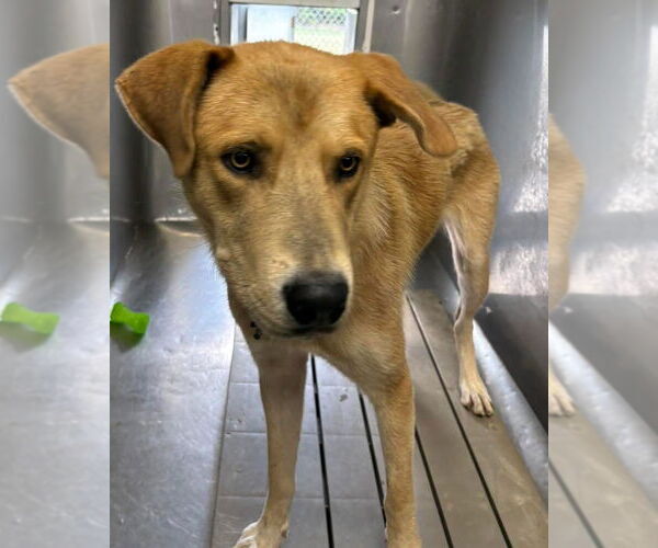 Medium Photo #4 Anatolian Shepherd-Unknown Mix Puppy For Sale in Rustburg, VA, USA