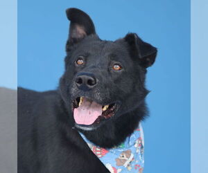 Mutt Dogs for adoption in Pasadena, CA, USA