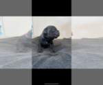 Small Photo #5 Cane Corso Puppy For Sale in MYRTLE BEACH, SC, USA