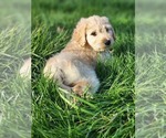 Small Photo #4 Goldendoodle Puppy For Sale in CORRYTON, TN, USA