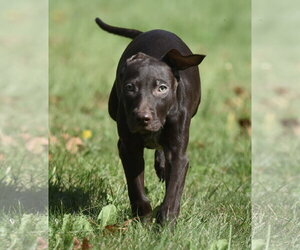 Frame - Male Chocolate Labrador retriever-Pointer Mix Dog for Adoption - Photo #2