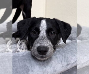 Lab-Pointer Dogs for adoption in Jefferson, NJ, USA