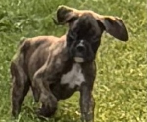Boxer Puppy for sale in LANSING, MI, USA