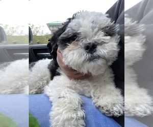 Shih Tzu Dogs for adoption in LAKE GENEVA, WI, USA