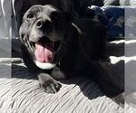 Small #6 Labrador Retriever Mix