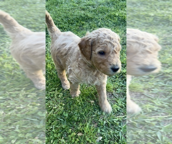 Medium Photo #2 Goldendoodle Puppy For Sale in UNION POINT, GA, USA