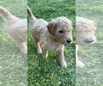 Small Photo #2 Goldendoodle Puppy For Sale in UNION POINT, GA, USA