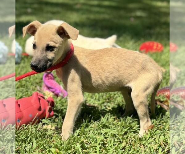 Medium Photo #4 Mutt Puppy For Sale in Yardley, PA, USA