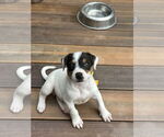 Small #1 Mutt