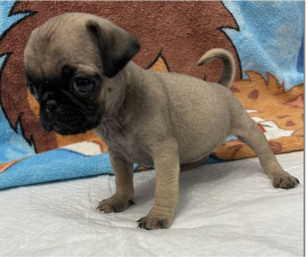 Medium Photo #2 Pug Puppy For Sale in PETERSBURG, VA, USA
