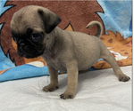 Small Photo #2 Pug Puppy For Sale in PETERSBURG, VA, USA