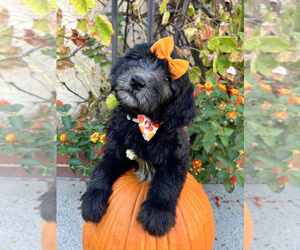 Golden Mountain Doodle Litter for sale in LOS ANGELES, CA, USA