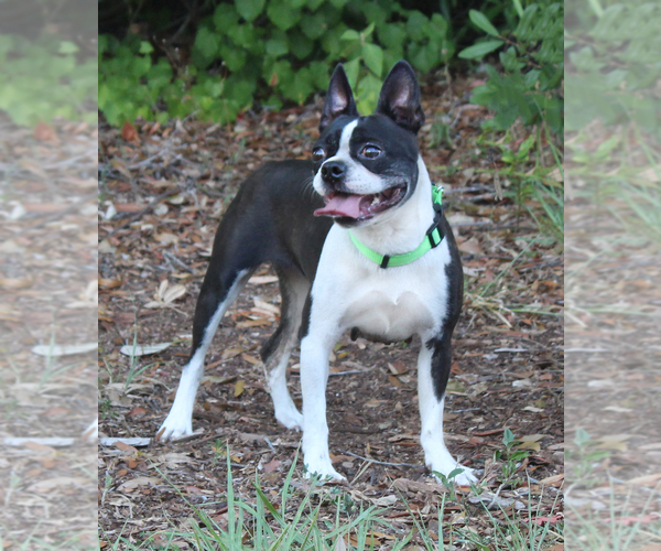 Medium Photo #1 Boston Terrier Puppy For Sale in BROOKSVILLE, FL, USA