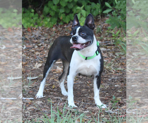 Mother of the Boston Terrier puppies born on 06/01/2025