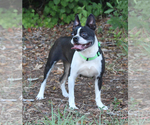 Small Photo #1 Boston Terrier Puppy For Sale in BROOKSVILLE, FL, USA