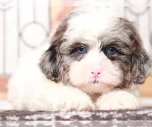 ShihPoo Puppy for sale in NAPLES, FL, USA