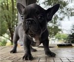 Puppy Nova French Bulldog